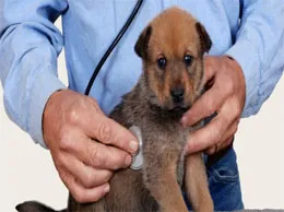 Veterinarians
